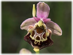 Ophrys untchjii