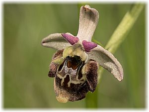 Ophrys untchjii