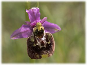 Ophrys untchjii