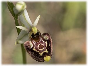 Ophrys untchjii