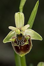 Ophrys untchjii