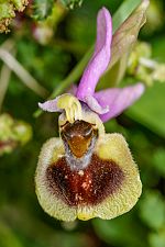 Ophrys villosa