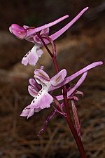 Orchis anatolica