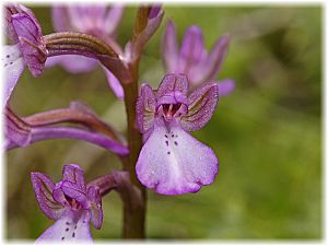 Orchis boryi