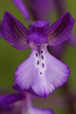 Orchis boryi