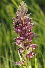 Orchis coriophora