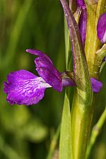 Orchis elegans