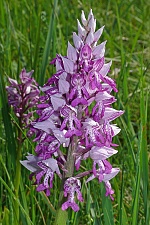 Orchis militaris