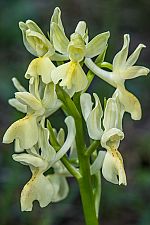 Orchis provincialis