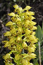 Orchis punctulata