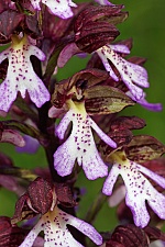 Orchis purpurea