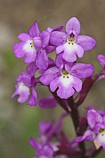 Orchis quadripunctata