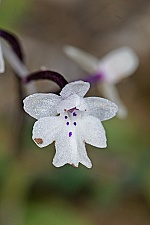 Orchis sezikiana