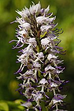 Orchis simia