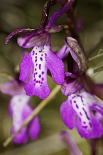 Orchis sitiaca