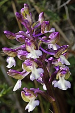 Orchis syriaca