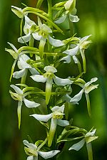 Platanthera bifolia