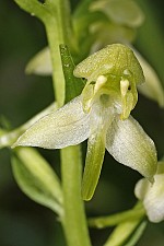 Platanthera chlorantha