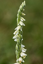 Spiranthes spiralis