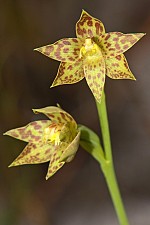 Thelymitra benthamiana