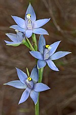 Thelymitra macrophylla