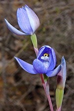 Thelymitra nuda