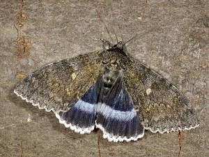 Catocala fraxini