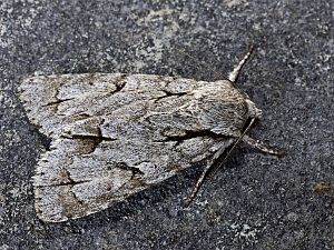 Acronicta tridens