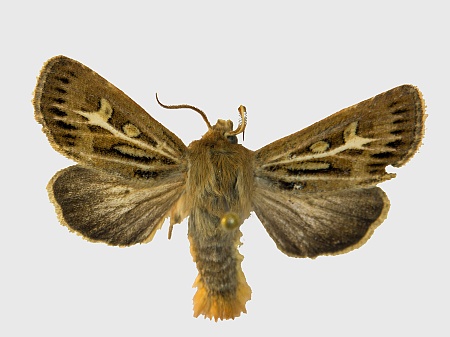 Cerapteryx graminis M