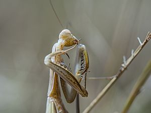 Mantis religiosa Weibchen