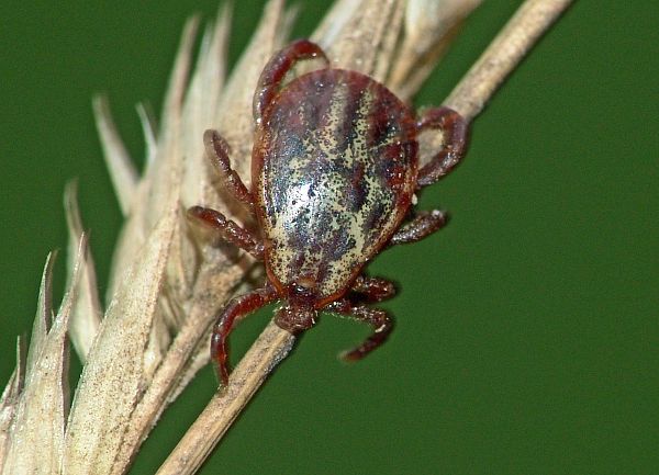 Dermacentor marginatus