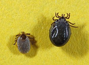 Ixodes ricinus