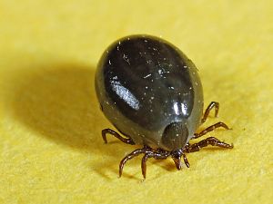 Ixodes ricinus