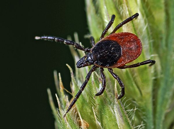 Ixodes ricinus