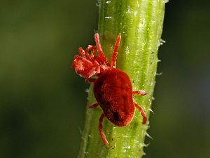 Trombidium holosericeum