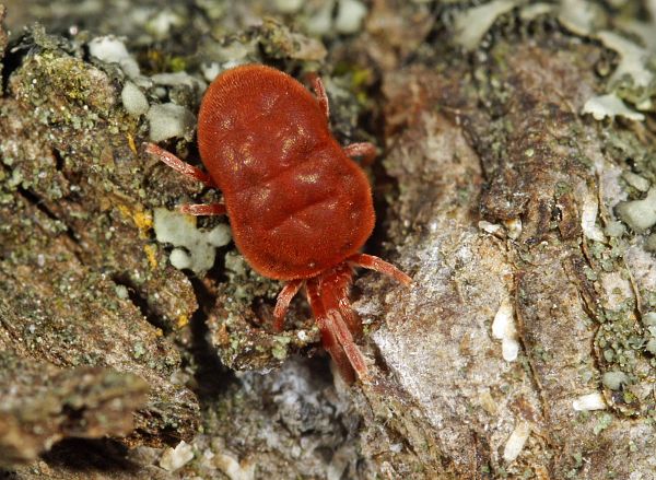 Trombidium holosericeum