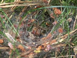 Agelena labyrinthica