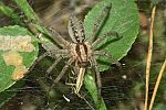 Agelena labyrinthica