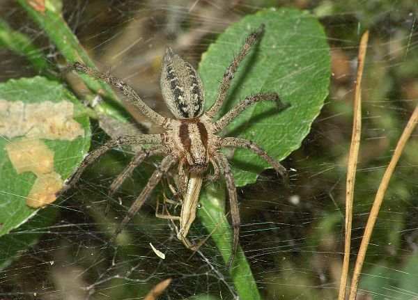 Agelena labyrinthica