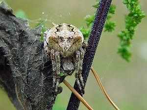 Araneus angulatus