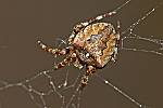 Araneus angulatus