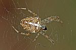 Araneus diadematus