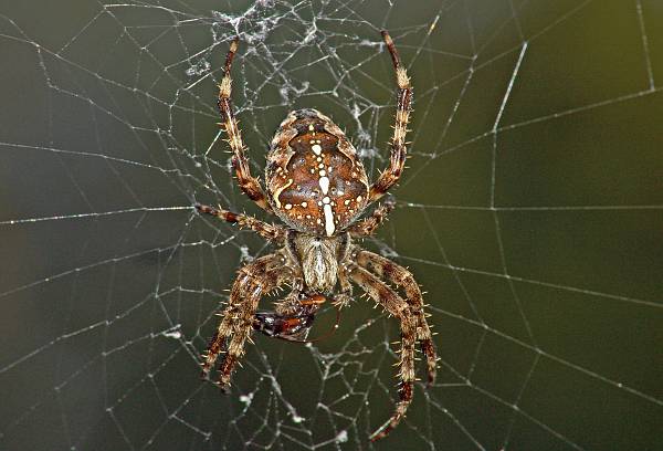 Araneus diadematus