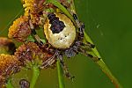 Araneus marmoreus