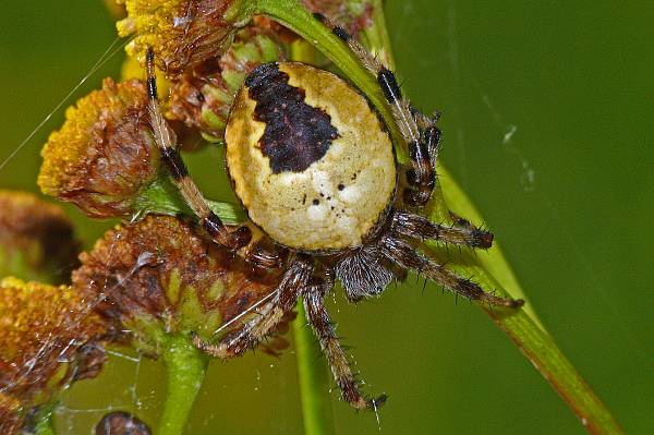 Araneus marmoreus