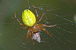 Araniella cucurbitina