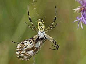 Argiope bruennichi