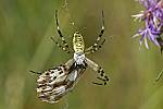 Argiope bruennichi