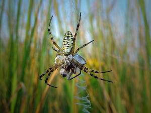 Argiope bruennichi