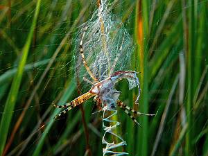 Argiope bruennichi